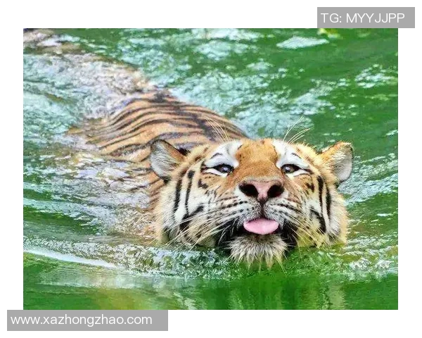 老虎大学与美洲虎的精彩对决谁将赢得最终胜利